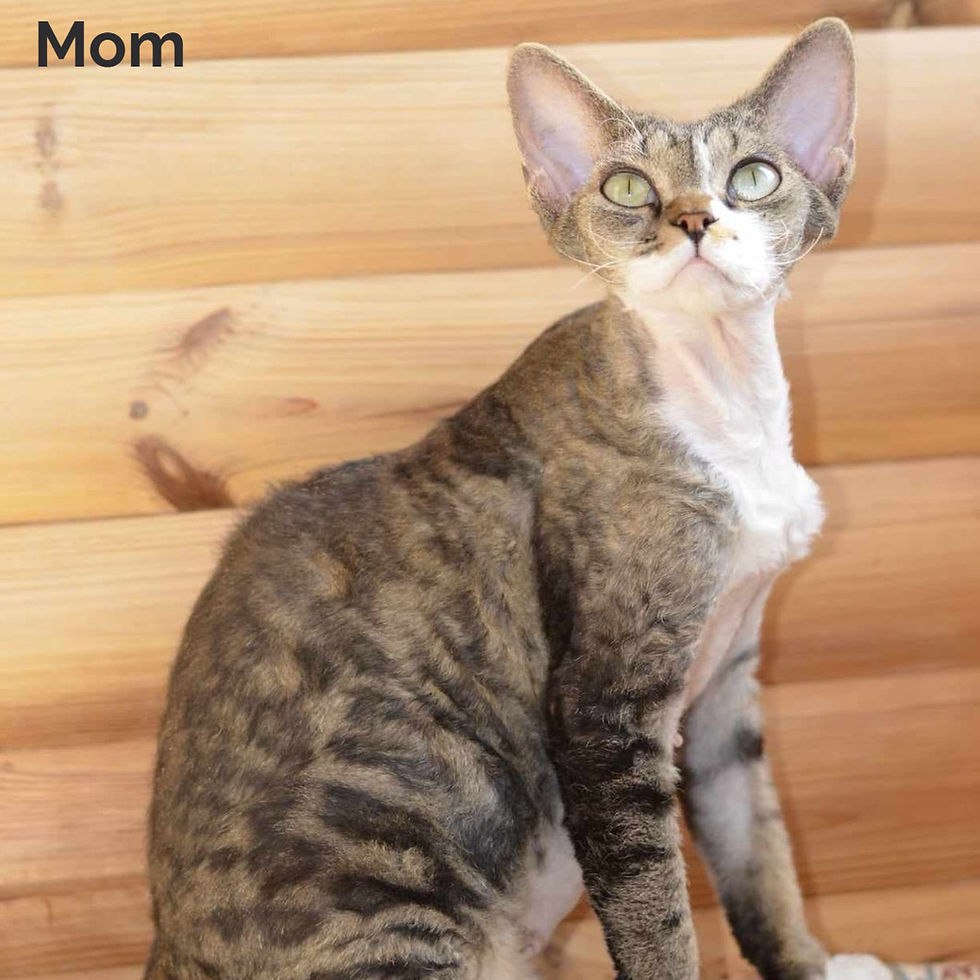 Thumbnail: 257 Van (U) Devon Rex male kitten
