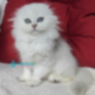 356 Smile (U) Scottish Fold longhair female kitten