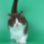 Thumbnail: British shorthair