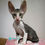 Thumbnail: Cornish Rex