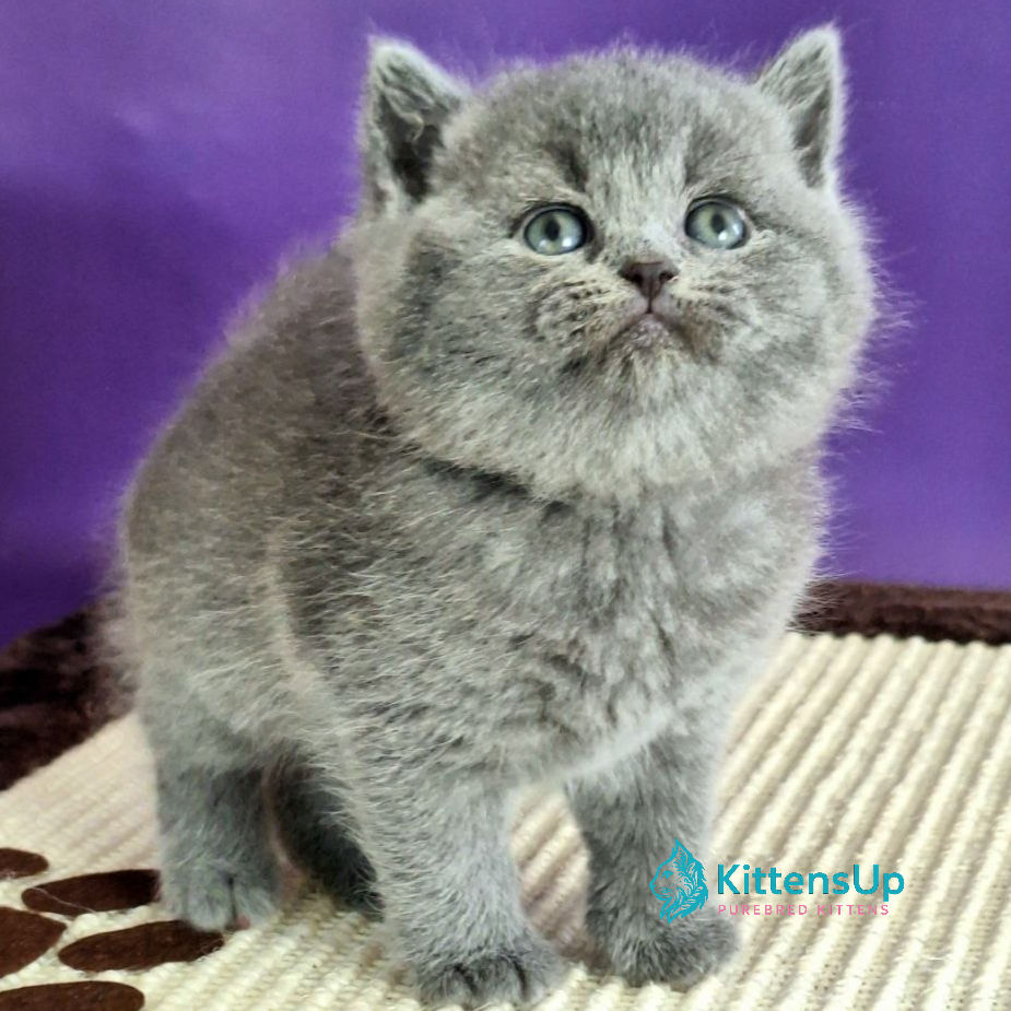 British shorthair