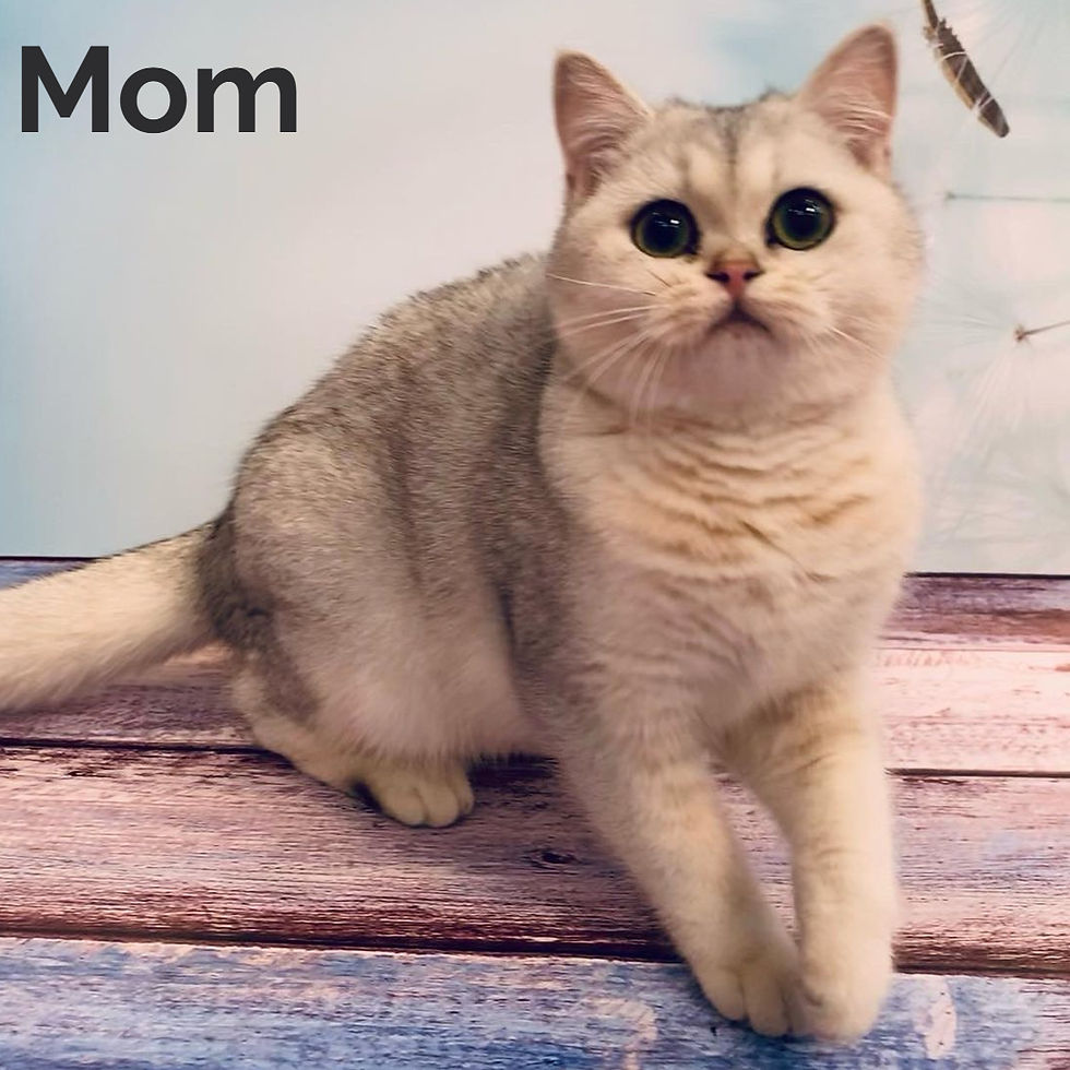 Thumbnail: British shorthair