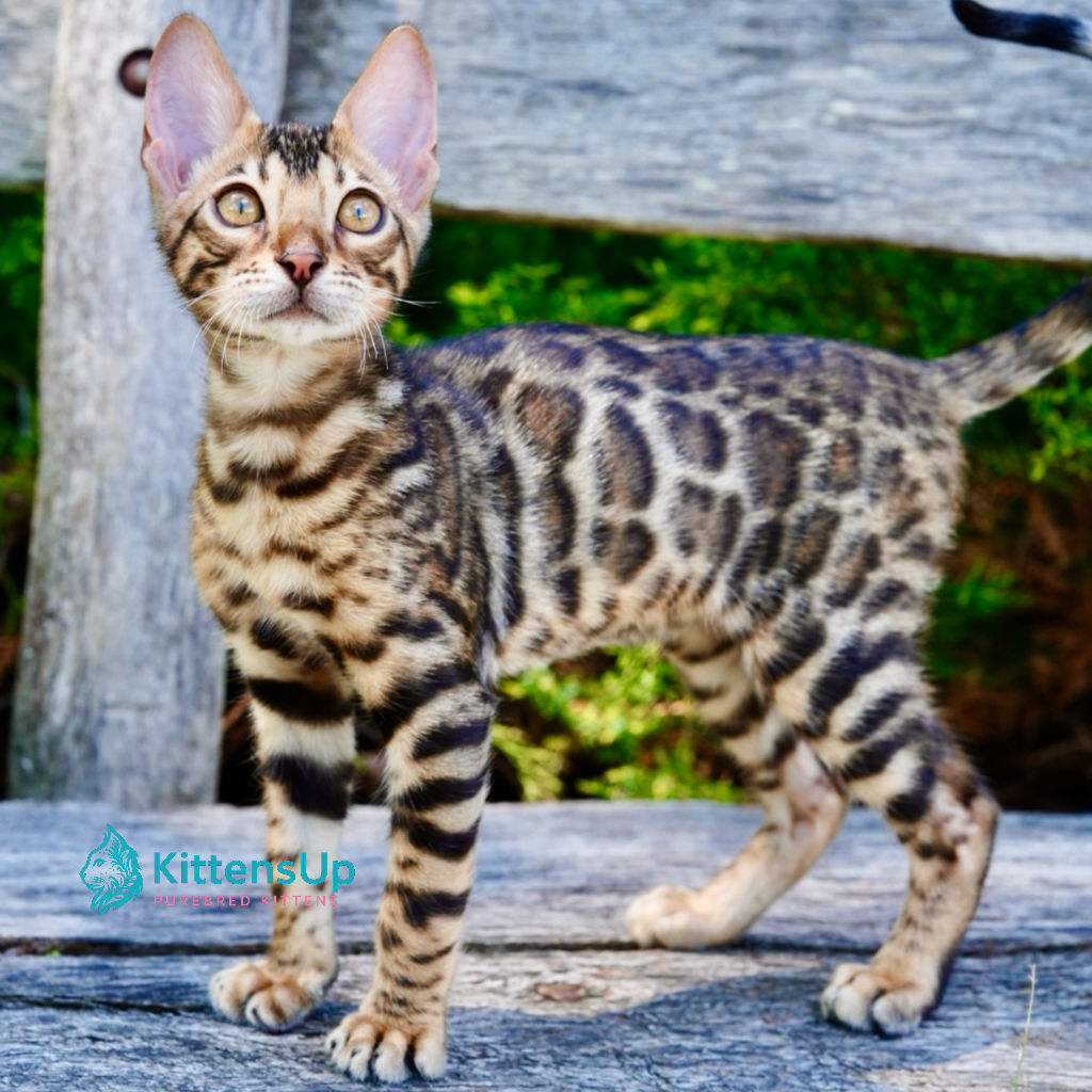 280 Mokko (U) purebred Bengal male kitten