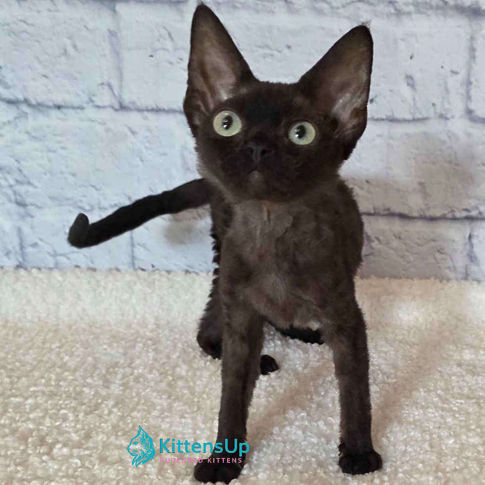 Devon Rex