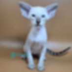 Siamese