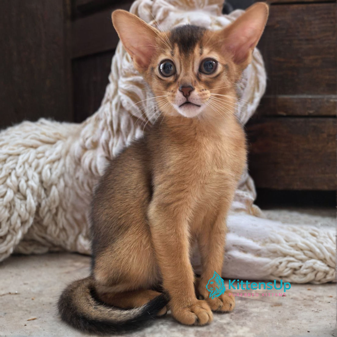 Abyssinian