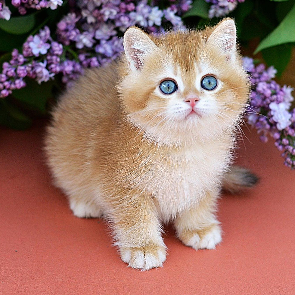 Thumbnail: 431 Peter (U) British  shorthair male kitten