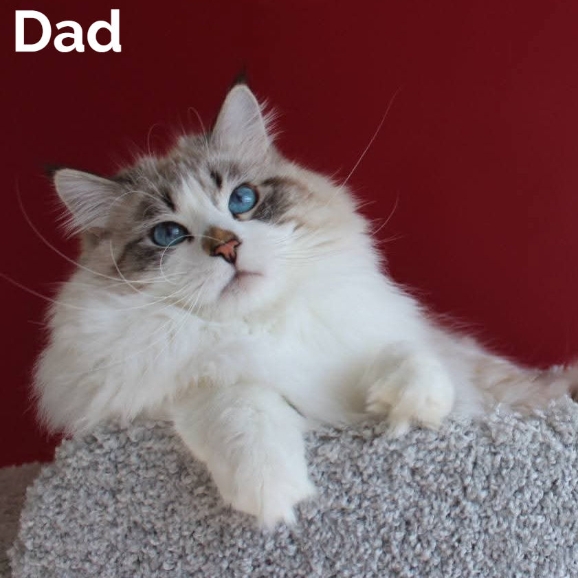 Thumbnail: 376 Ioann (R) Siberian male kitten