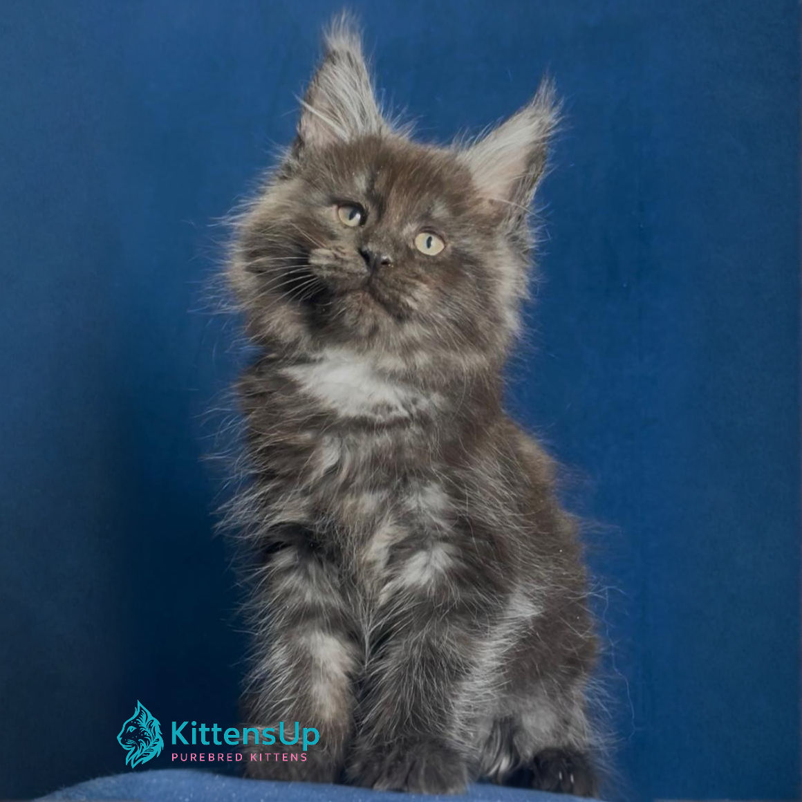 Maine Coon