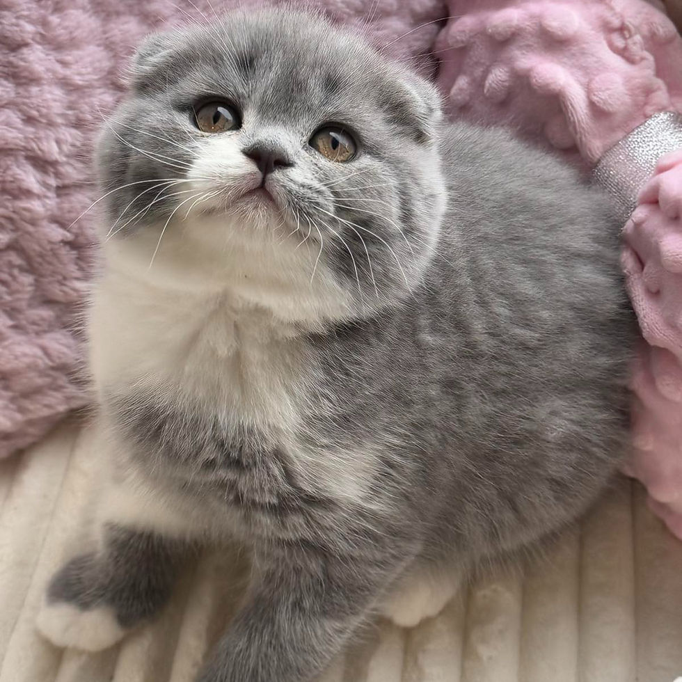 Thumbnail: 047 Honey (U) Scottish Fold shorthair female kitten