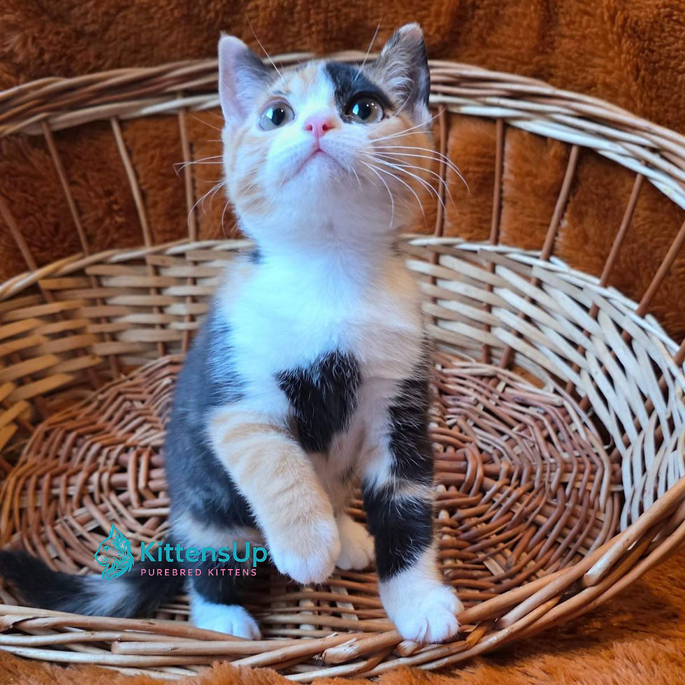 British shorthair