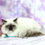 Thumbnail: 523 Ignat (U) Ragdoll male kitten