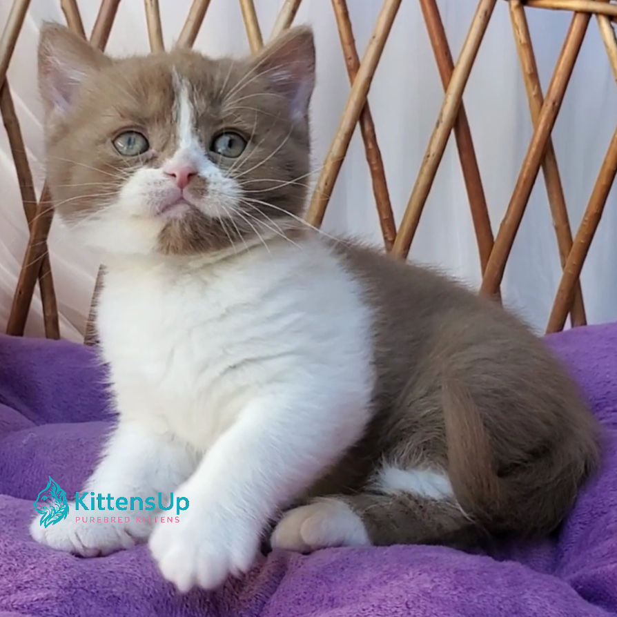 British shorthair