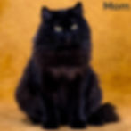 Thumbnail: Siberian