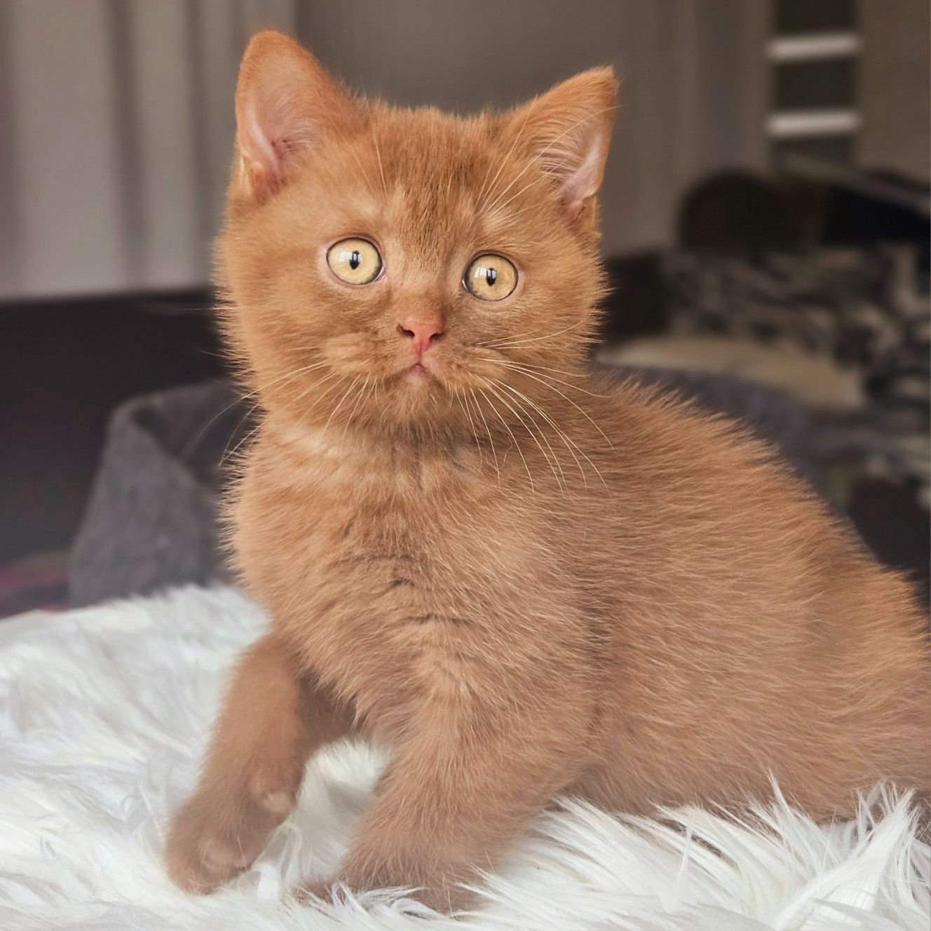 963 Edik (U) British shorthair male kitten