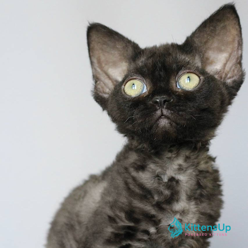 Devon Rex