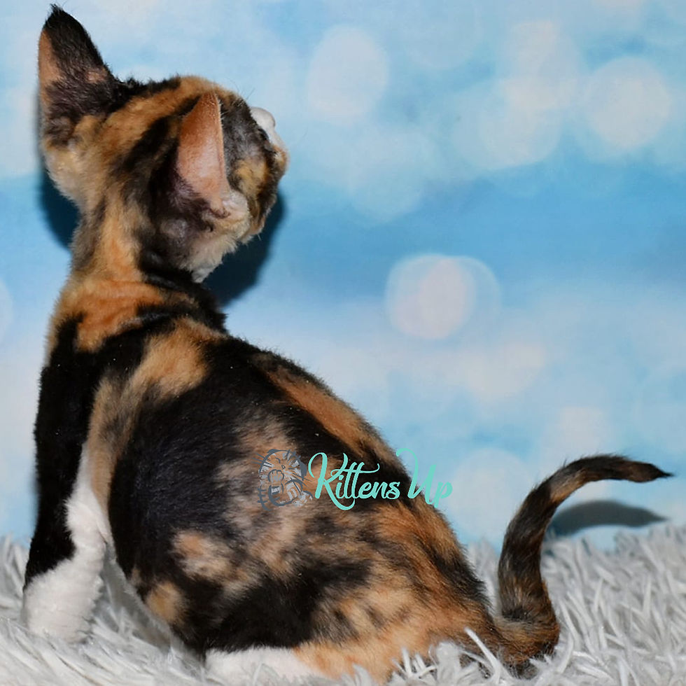 Thumbnail: Devon Rex