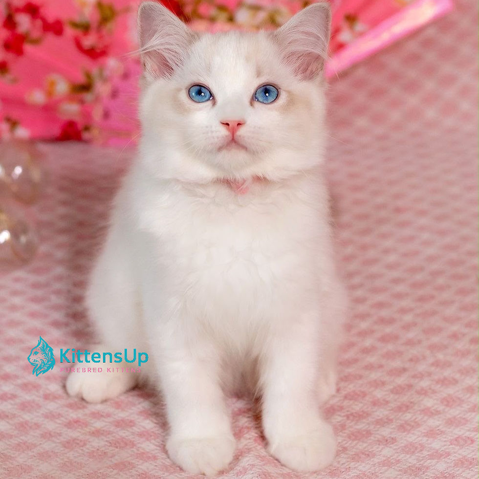 Ragdoll
