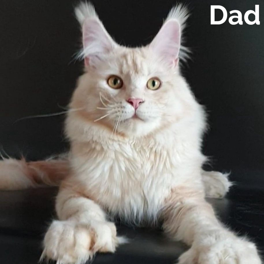 Thumbnail: 870 Rembrant (R) Maine Coon male kitten