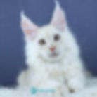 Maine Coon