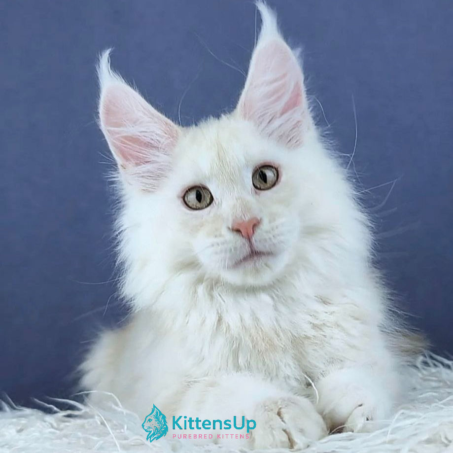 Maine Coon