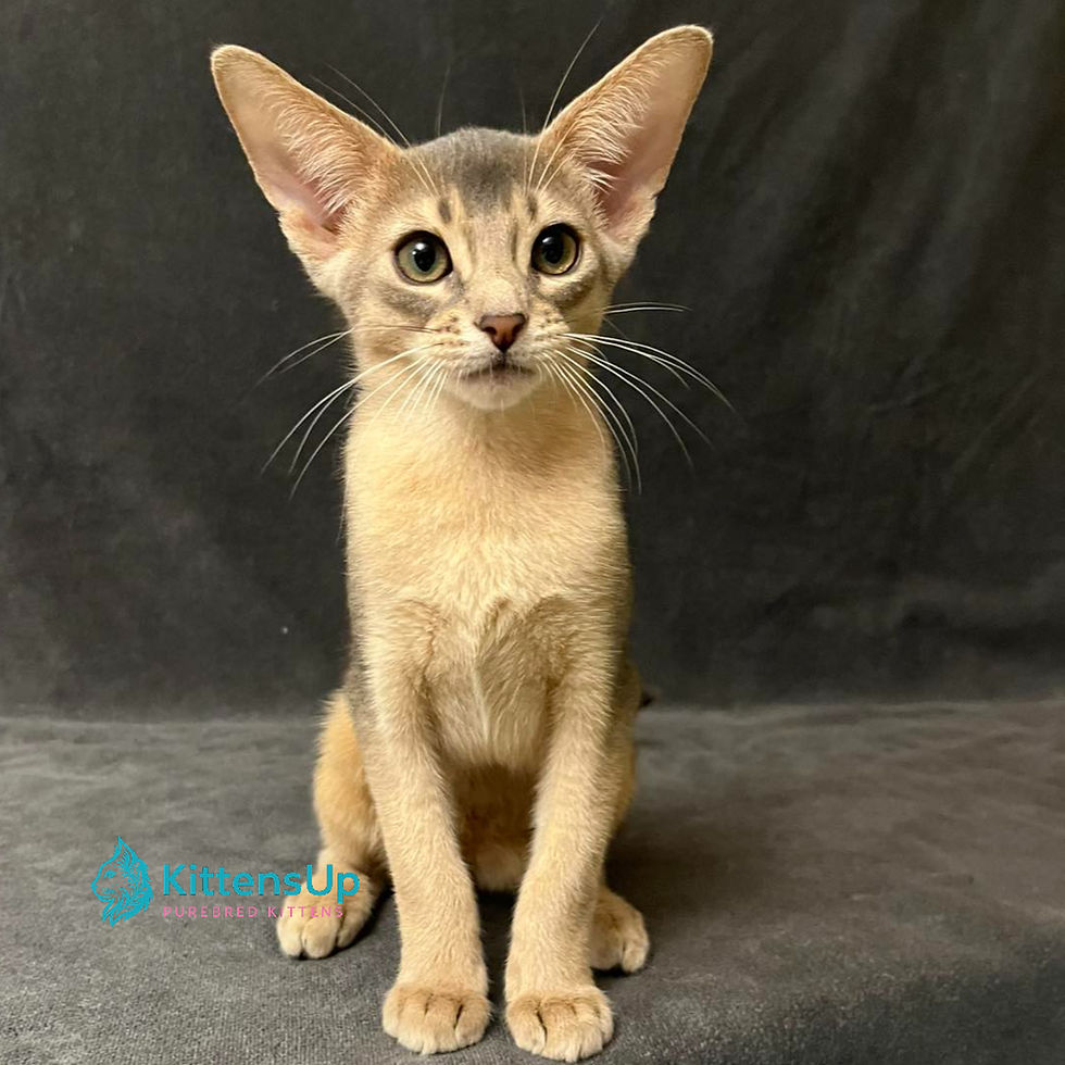 Abyssinian