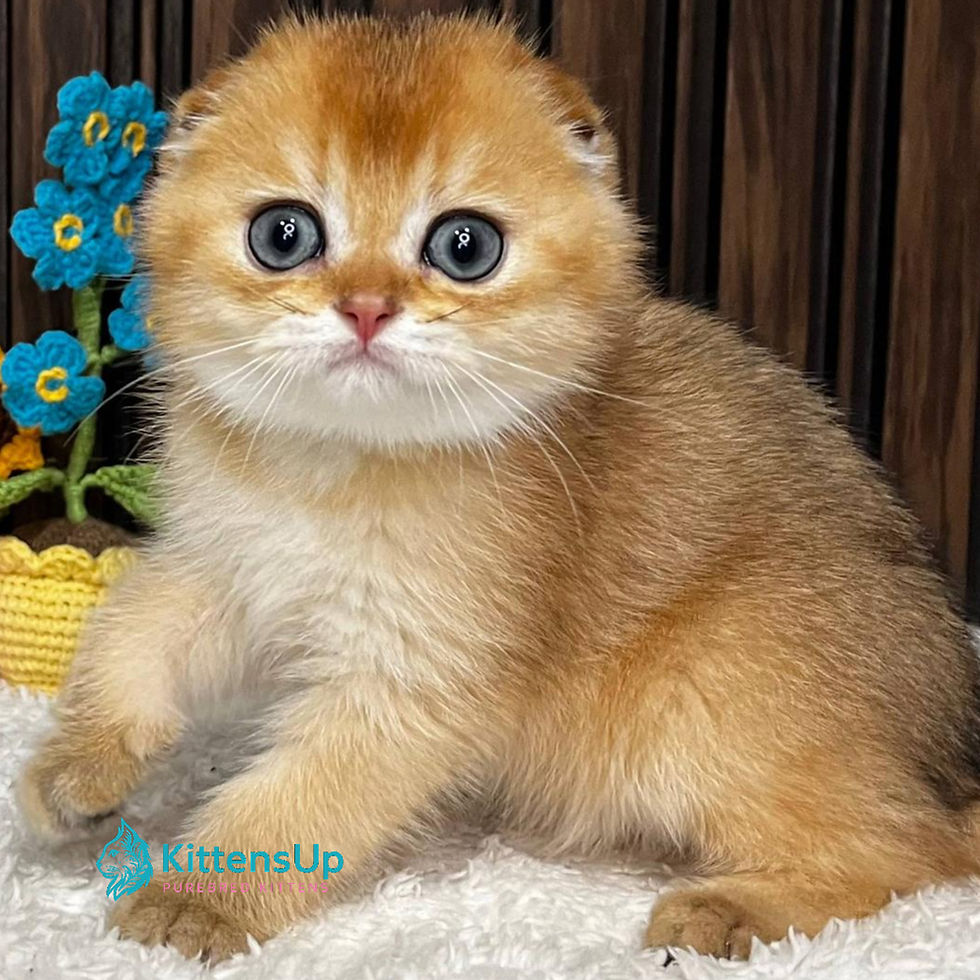 Scottish Fold