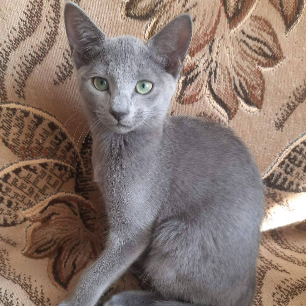 Thumbnail: 413 Xandra (U) purebred Russian blue female kitten