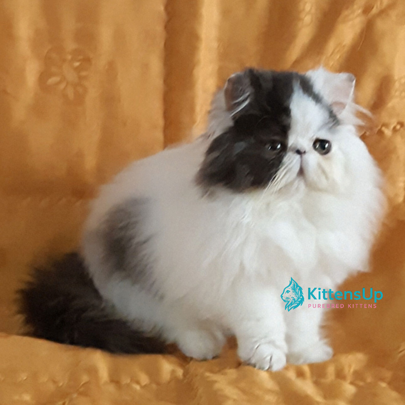 492 Yuri (U) Persian longhair male kitten