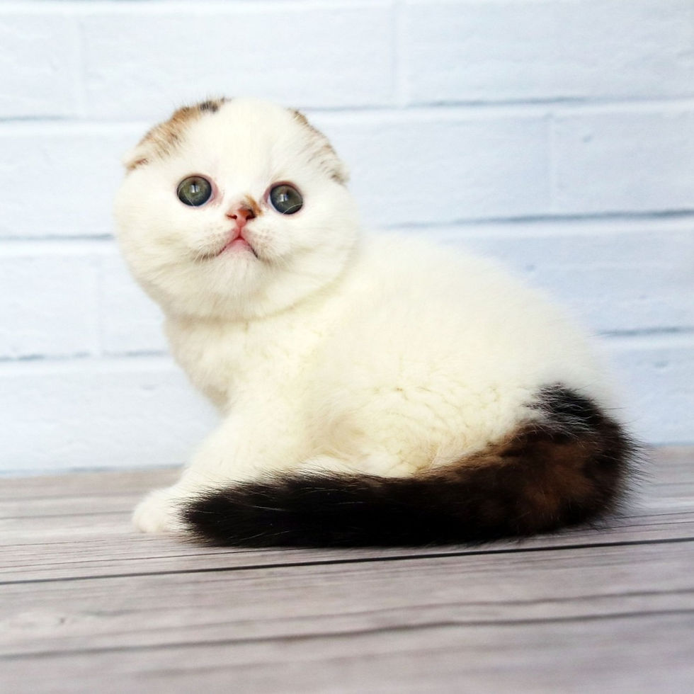 Thumbnail: 298 Nesquick (U) Scottish Fold shorthair male kitten