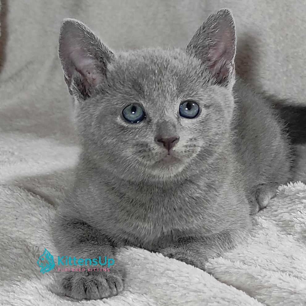Russian blue
