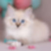 Siberian