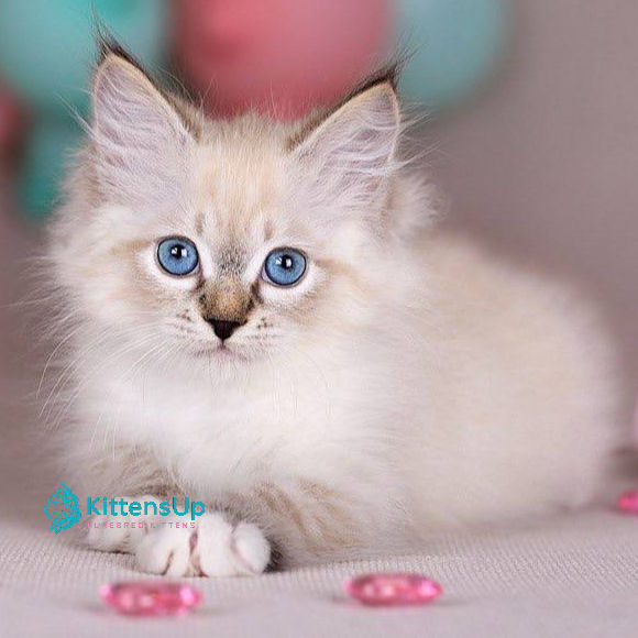 Siberian