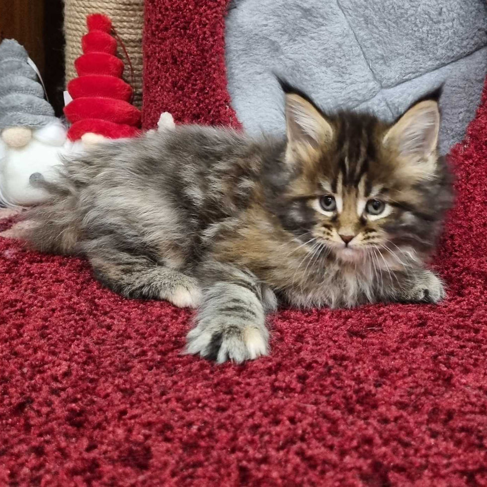 Thumbnail: 042 Camilla (U) Maine Coon female kitten