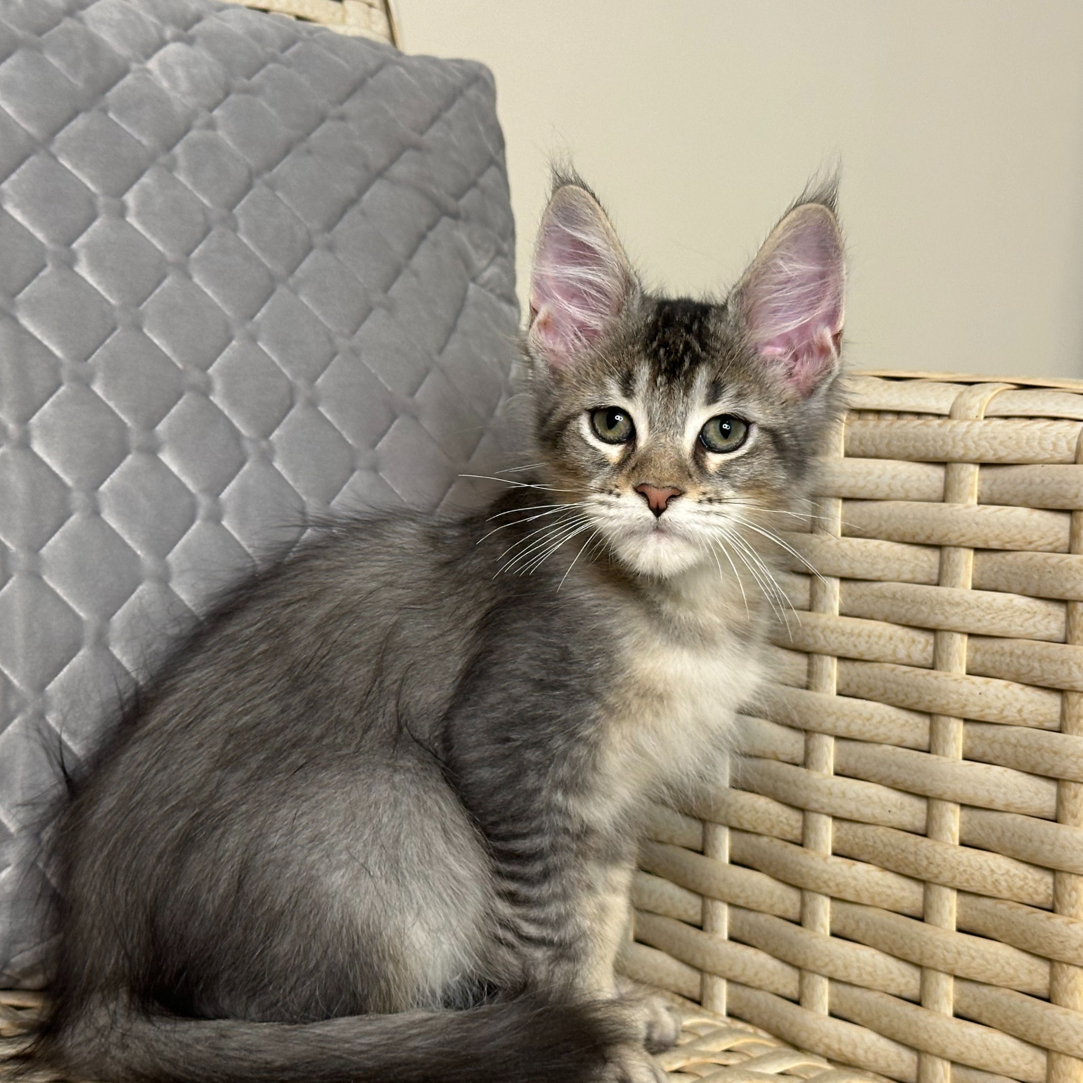 1289 Rich (U) Maine Coon male kitten
