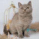 British shorthair