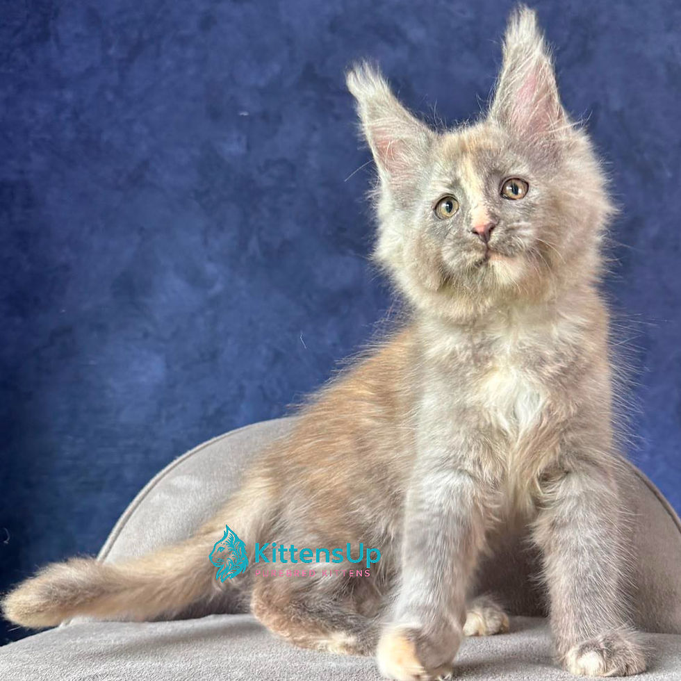 Maine Coon