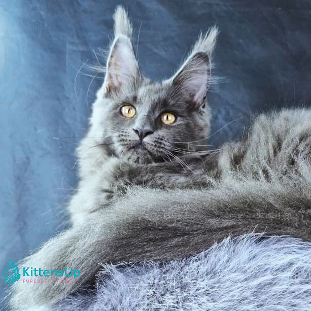 Thumbnail: Maine Coon