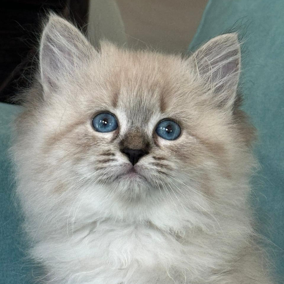 Thumbnail: 324 Lui (R) Siberian male kitten