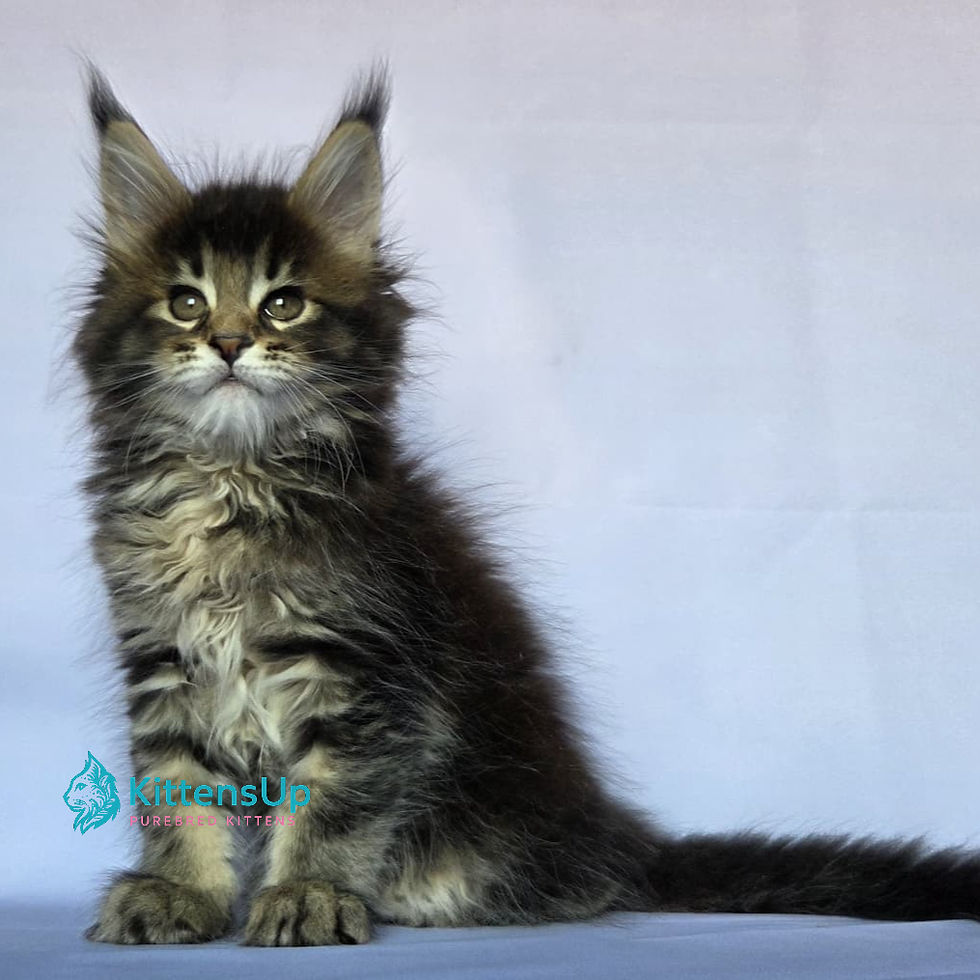 Maine Coon