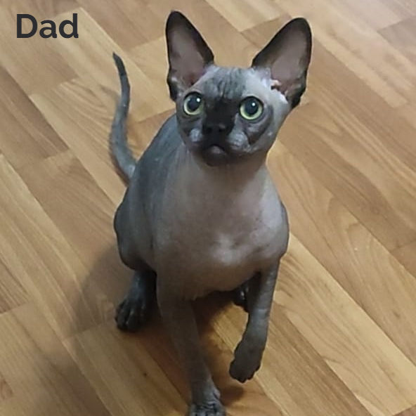 Thumbnail: Sphynx