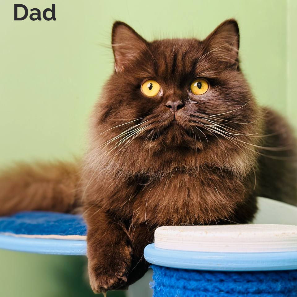 Thumbnail: Scottish Fold