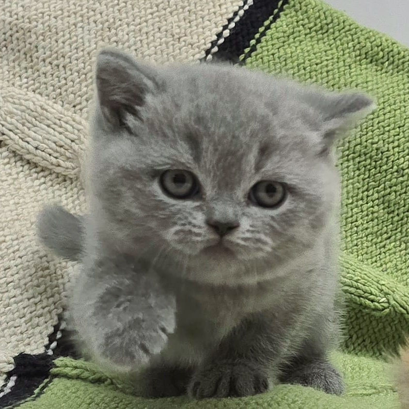 Thumbnail: 019 Betti (PL) British shorthair female kitten
