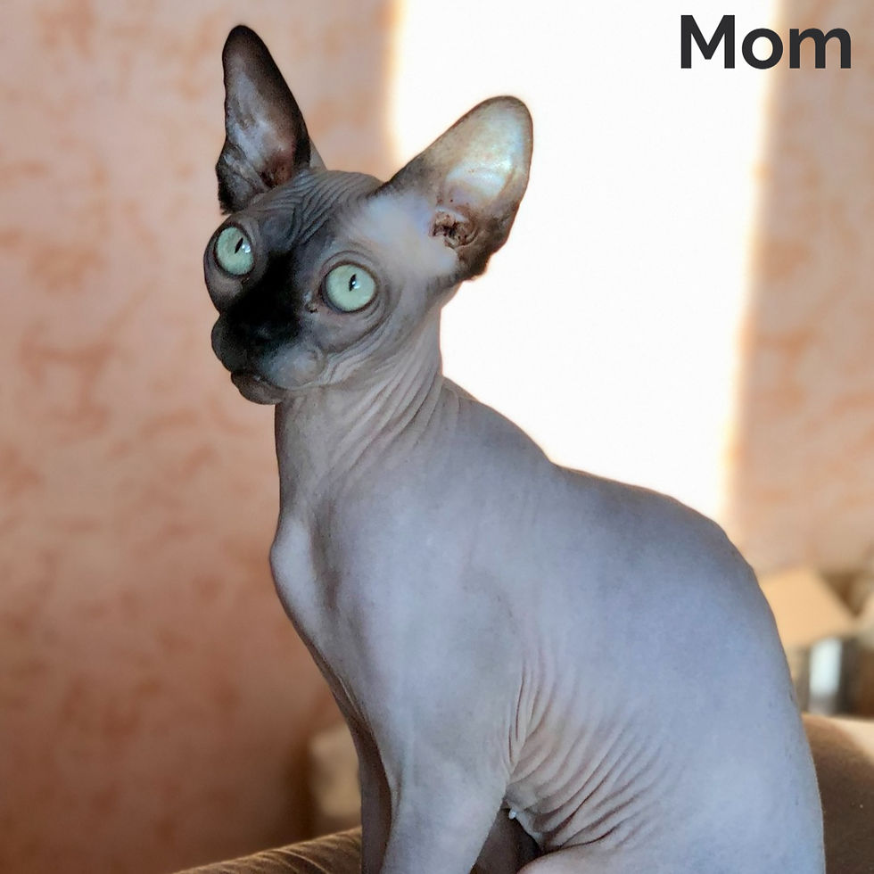 Thumbnail: 239 Mercedes (U) Sphynx male kitten