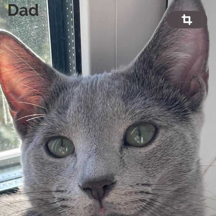 Thumbnail: Russian blue