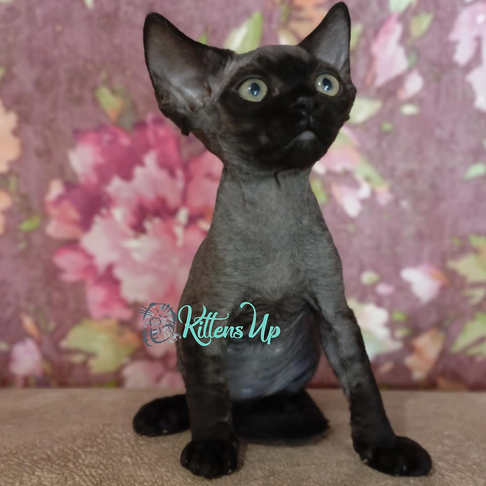 Thumbnail: 408 Gerda (R) Devon Rex female kitten