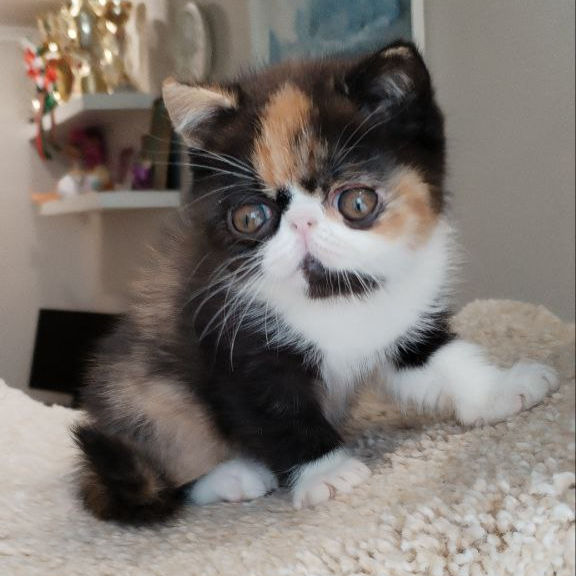 Thumbnail: 079 Inary (R) Exotic shorthair female kitten