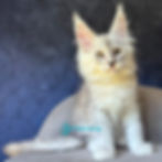 Thumbnail: 705 Garvin (R) Maine Coon male kitten