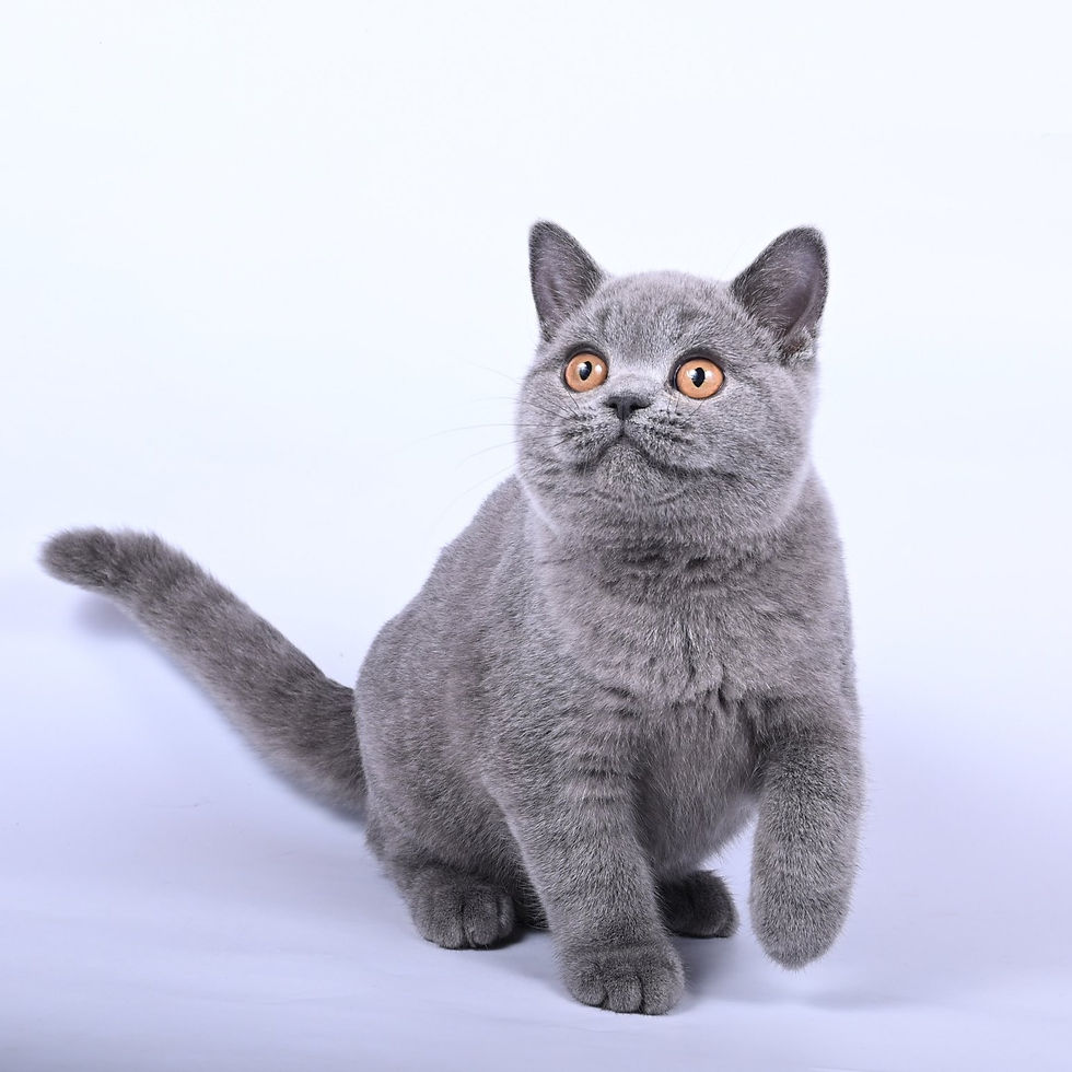 Thumbnail: 1081 Viking (U) British shorthair male kitten