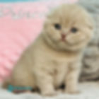 Scottish Fold